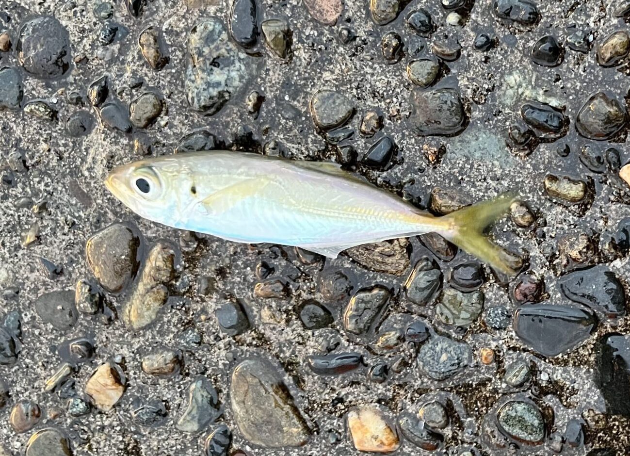 実際に釣った豆アジが堤防の地面に横たわっている写真（7センチ位のアジ）綺麗で黄色がかった豆アジ