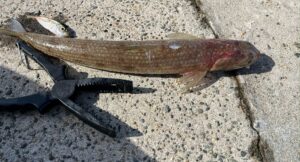 筆者が以前の釣行で釣ってきた40センチほどのエソ（生き餌の豆アジも写真に映り込んでいる）の写真