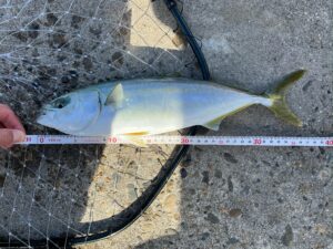 筆者が以前の釣行にて泳がせつりにて釣ったイナダの写真。メジャーで大きさを図り39センチ程と確認ができる