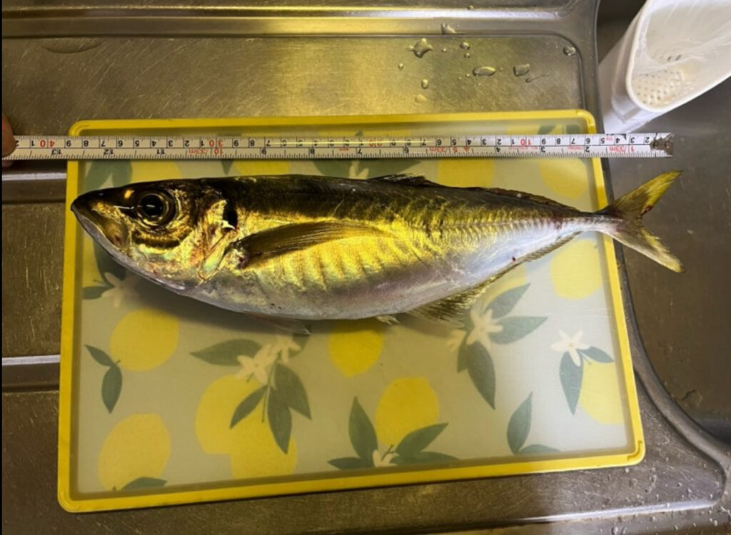 イワシの泳がせ釣りにてキャッチしたギガアジの写真