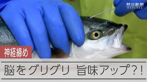 イナダを神経締めしている画像