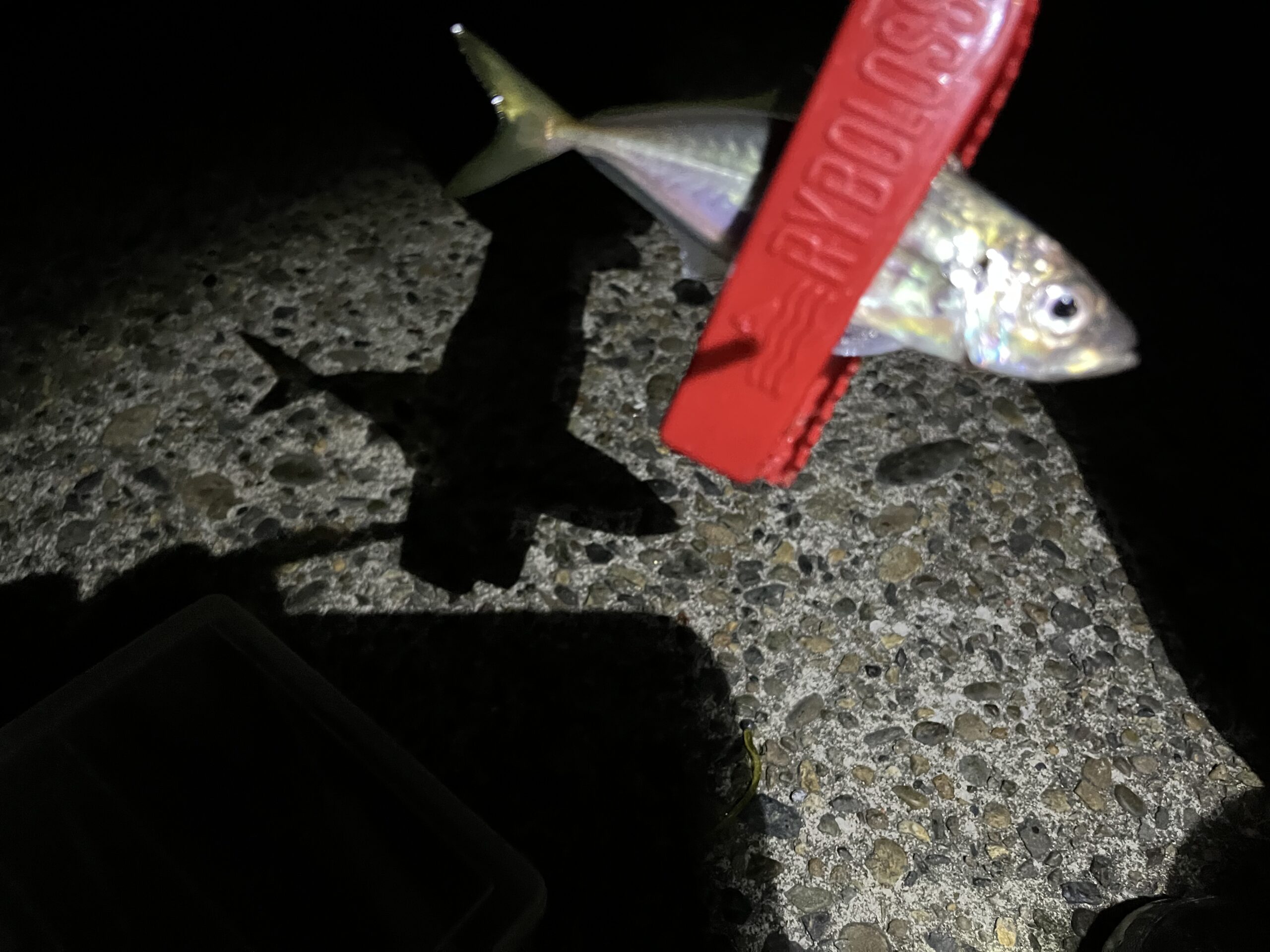 小アジの釣果写真15cmほどの小アジをナイトアジングにてゲット