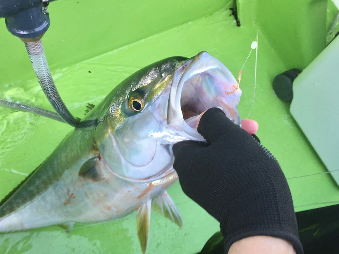 釣った魚を手で掴み方の画像。アジングやライトワインドで釣れた小型の歯や毒のない魚をかっこよく下顎を指で掴む方法