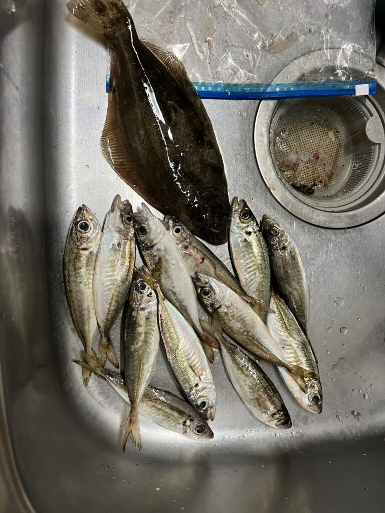 2025/06/03の新潟県中越エリアのナイトアジングでの釣果写真。台所シンクに小アジ(15cm程度)が12匹と舌平目(25cm程度)が一匹写っている