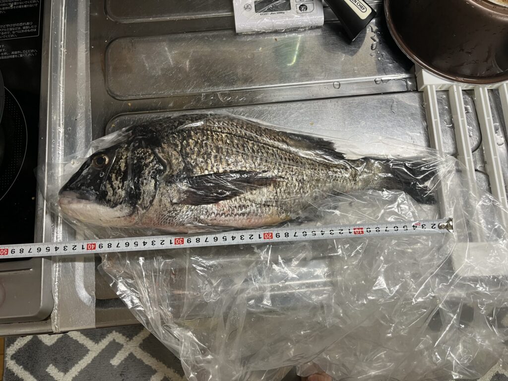 2025/6/19supフィッシング釣果写真。クロダイ40ｃｍ