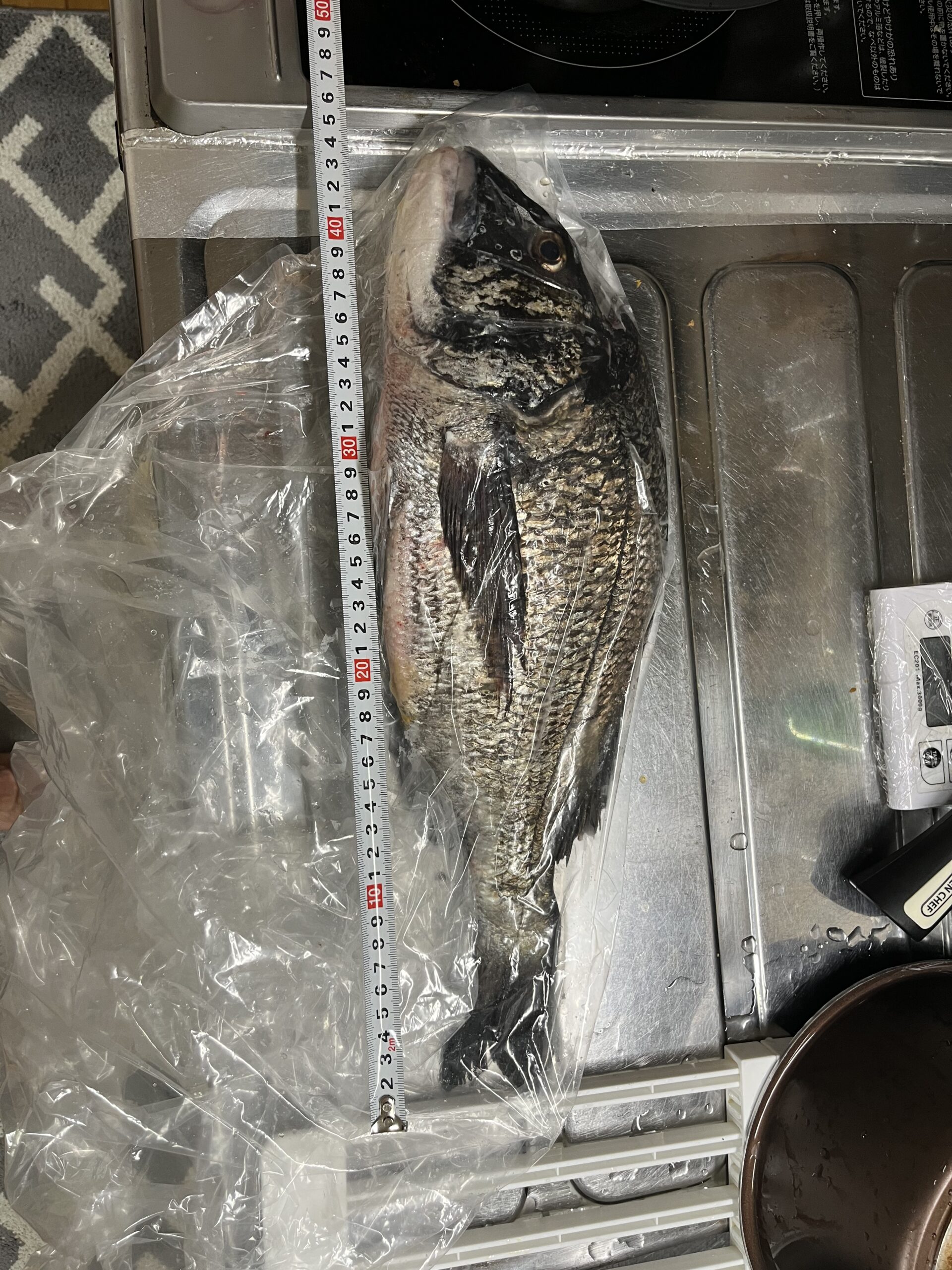 2025/6/19supフィッシング釣果写真。クロダイ40ｃｍ