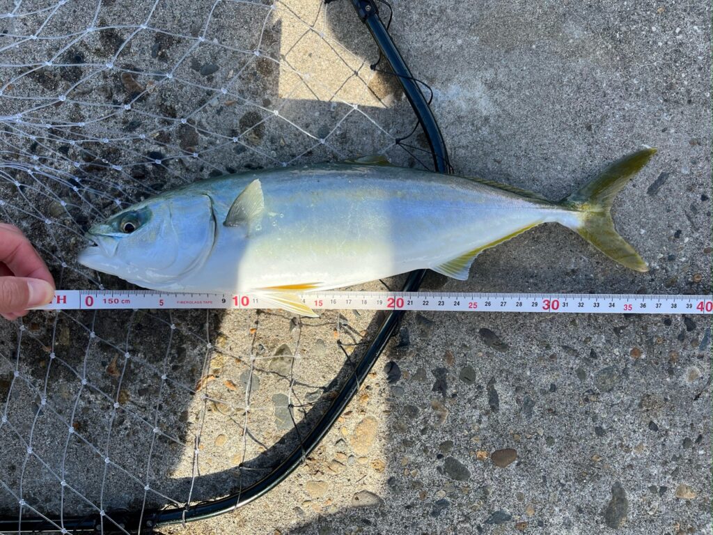 新潟県中越寺泊での釣果写真。35cmほどのイナダ