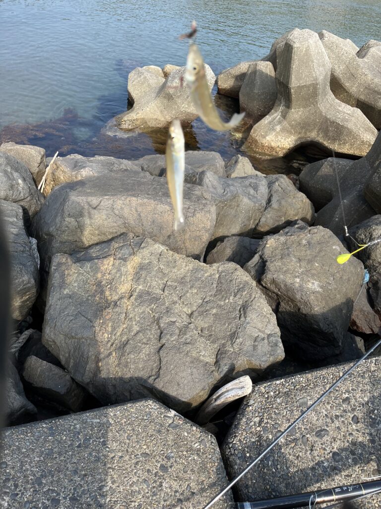 7/3にデイキス釣りにて釣れた釣果写真。新潟県中越のサーフからちょい投げにて連がけしたキスの写真