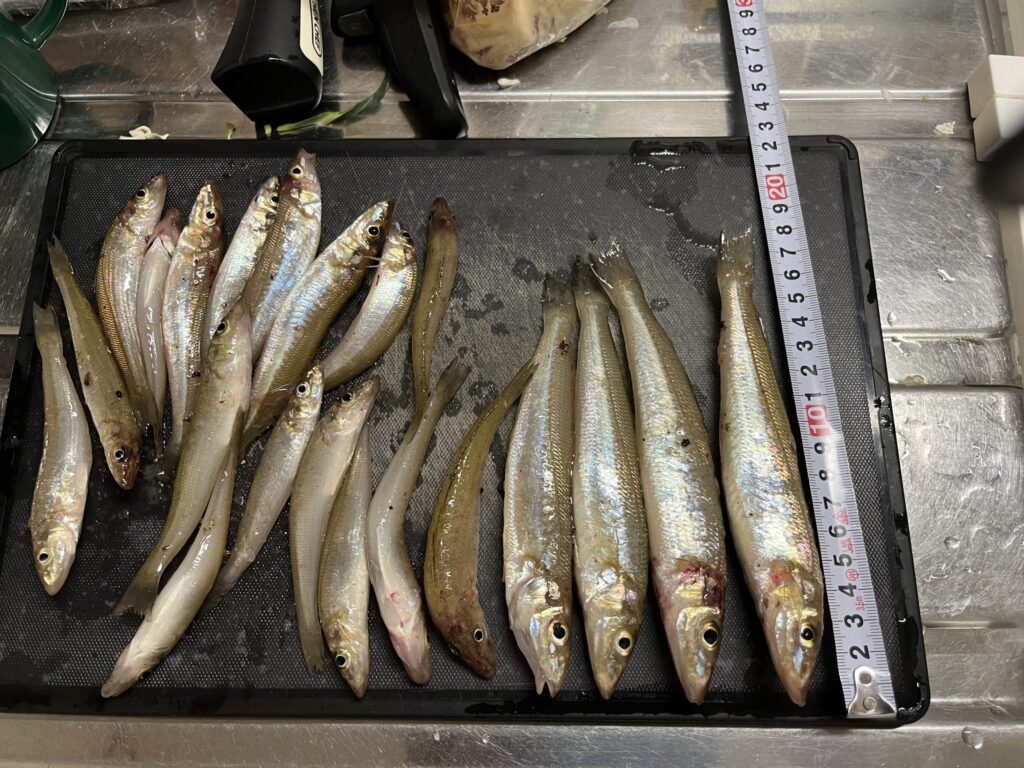 7/3デイキス釣りの釣果写真。新潟県中越のサーフからちょい投げで狙う良型キス