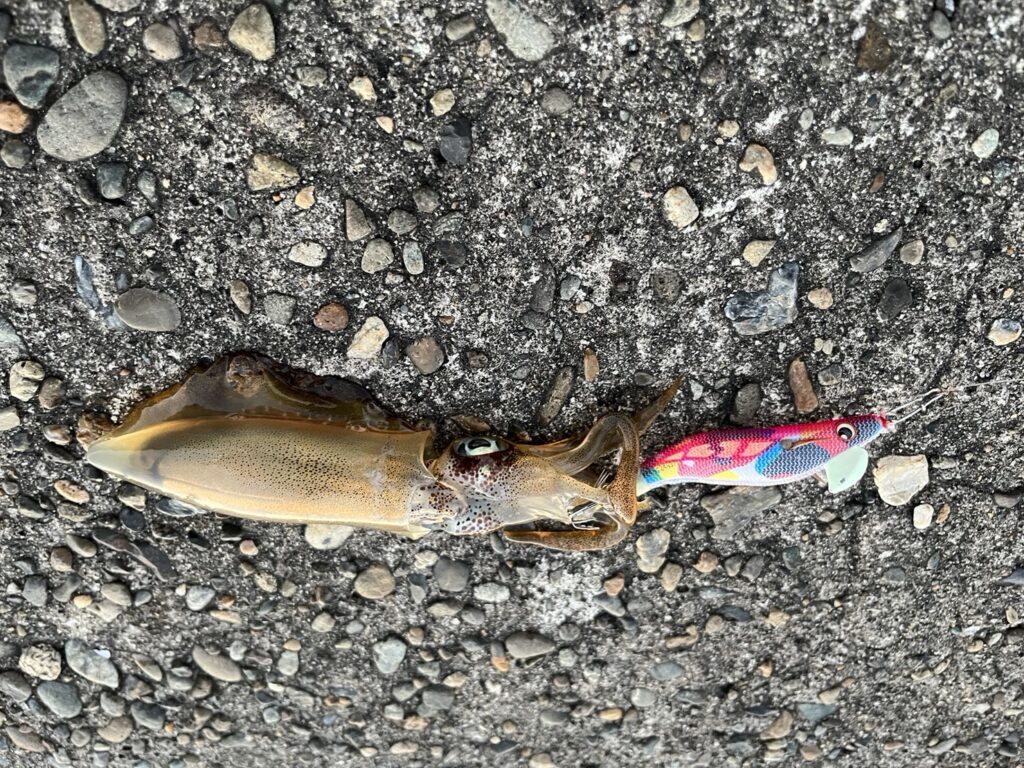 日中のアオリイカの釣果写真。新潟県中越寺泊