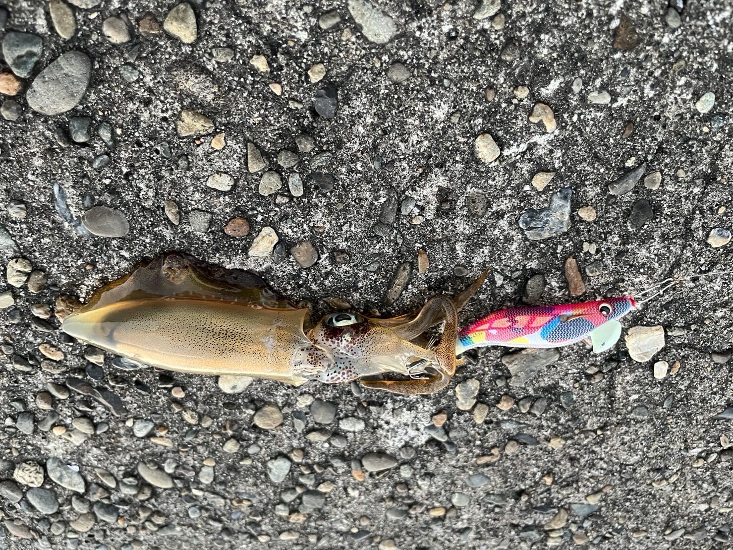 日中のアオリイカの釣果写真。新潟県中越寺泊
