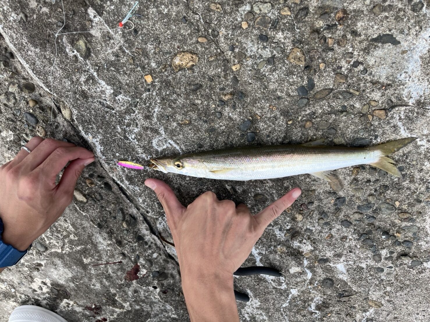 新潟県中越寺泊での釣果写真。25cmほどのカマス