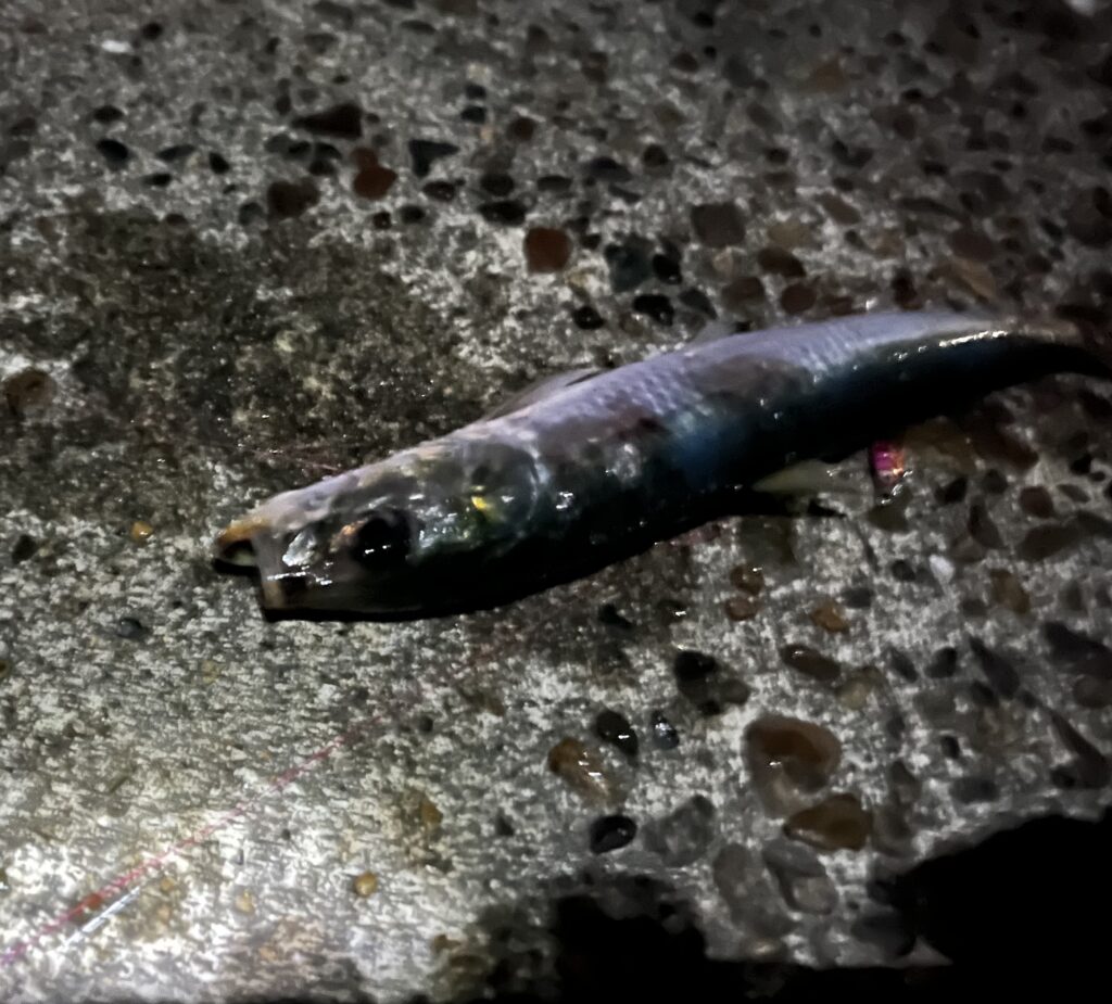 2026/3/6新潟県寺泊の堤防で釣れたマイワシの写真