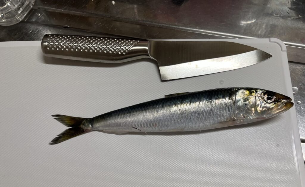 026/3/6新潟県寺泊の堤防で釣れたマイワシの写真 調理過程の写真