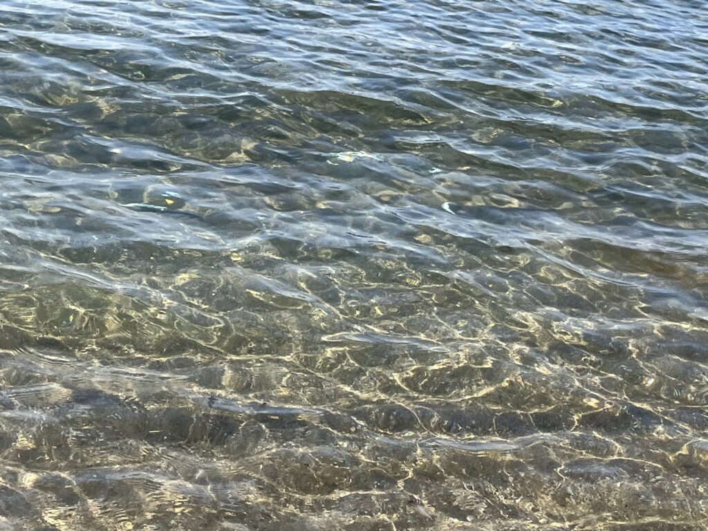 2026/3/27の新潟県寺泊エリア大和田での釣行の際に撮影　サーフでの波打ち際にマイワシが回遊