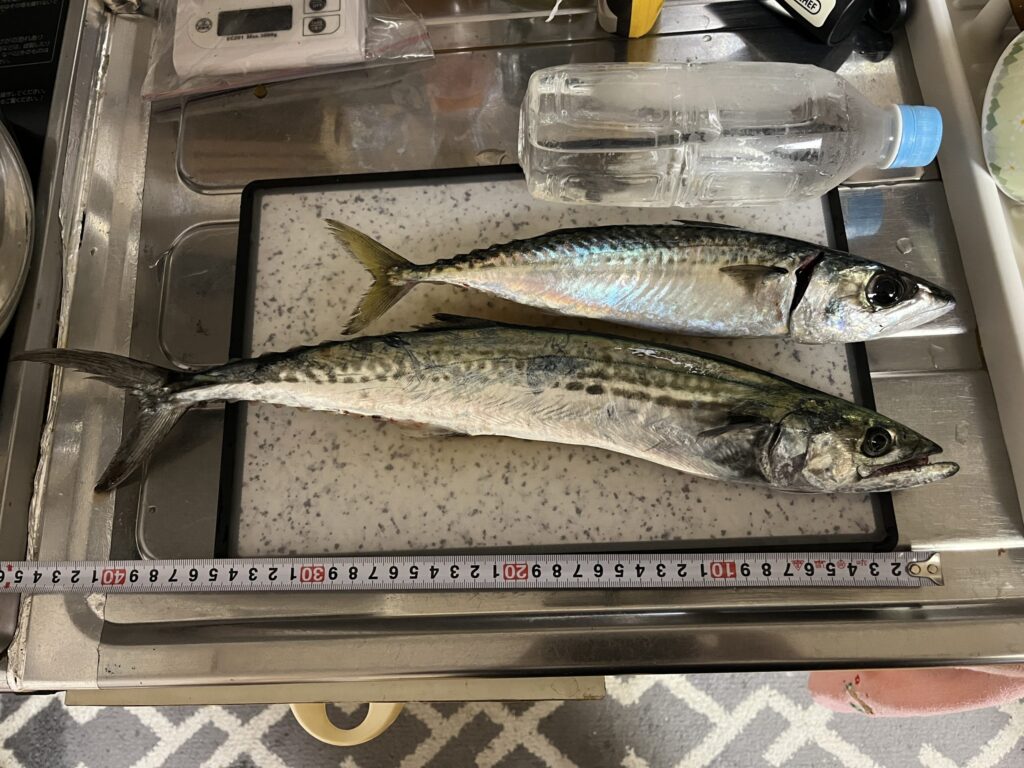 4/23 デイライトジギング釣行記｜西蒲区こめぐりの郷で春のサゴシ登場！での釣果、30センチサバと45cmサゴシの写真
