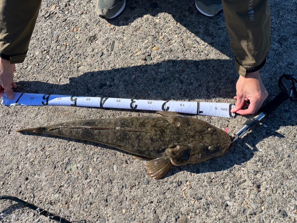 新潟寺泊のオカッパリから釣れたマゴチの写真