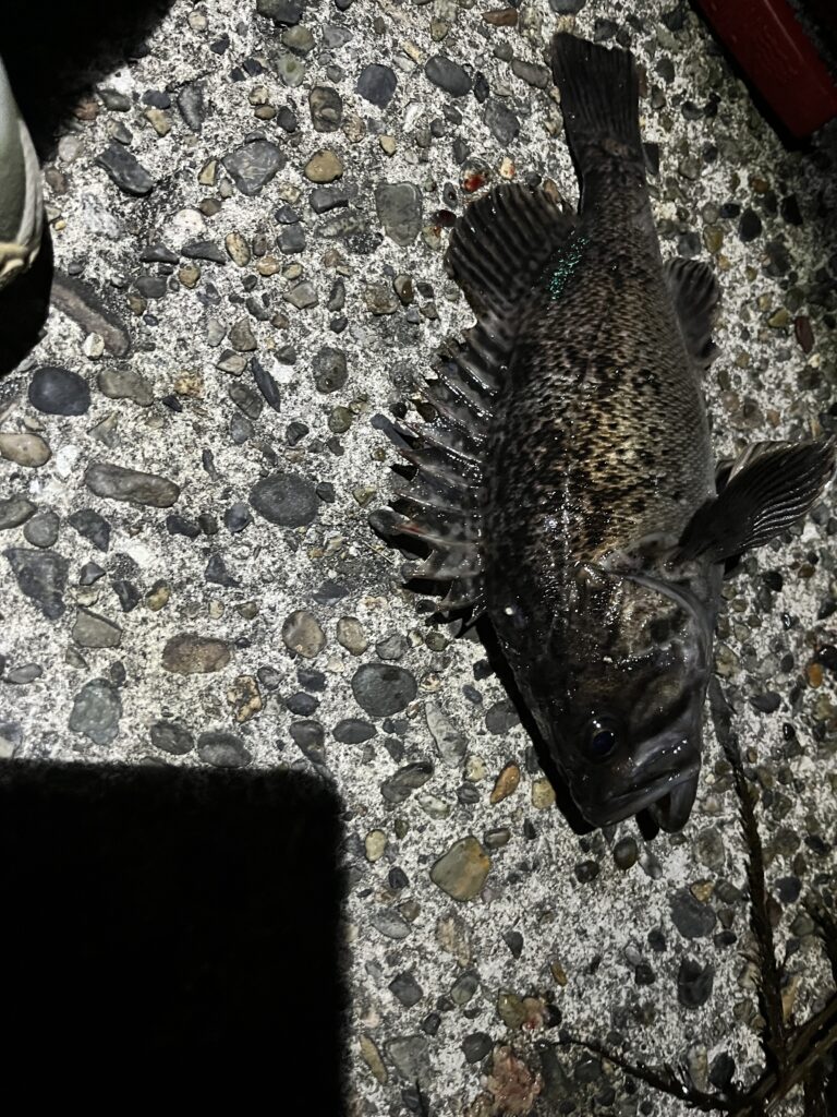 5月8日（金）、新潟県寺泊にてアジングのナイトゲームでの釣果写真。メバル１尾
