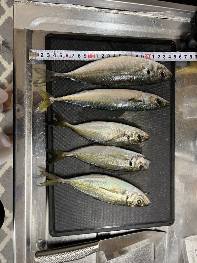 6/1新潟寺泊ナイトアジング！春イカとの激闘とハイブリッドクロス実釣レビューにて釣れたアジの釣果写真