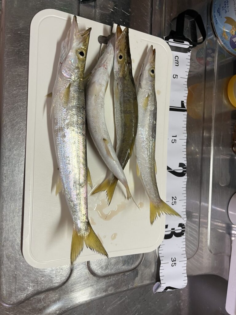 新潟寺泊で釣れたカマスの写真