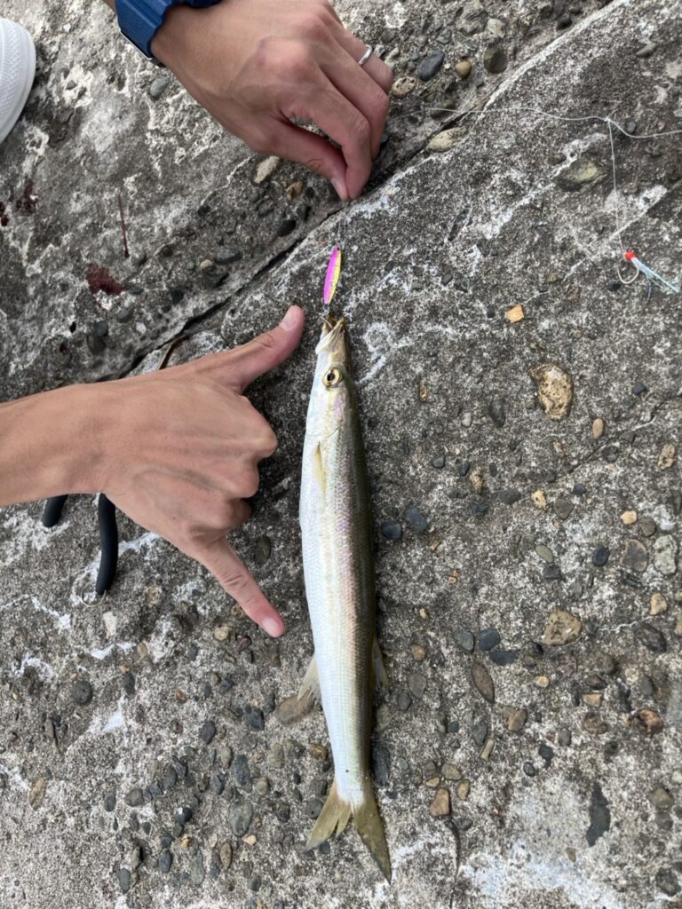 新潟寺泊で釣れたカマスの写真2