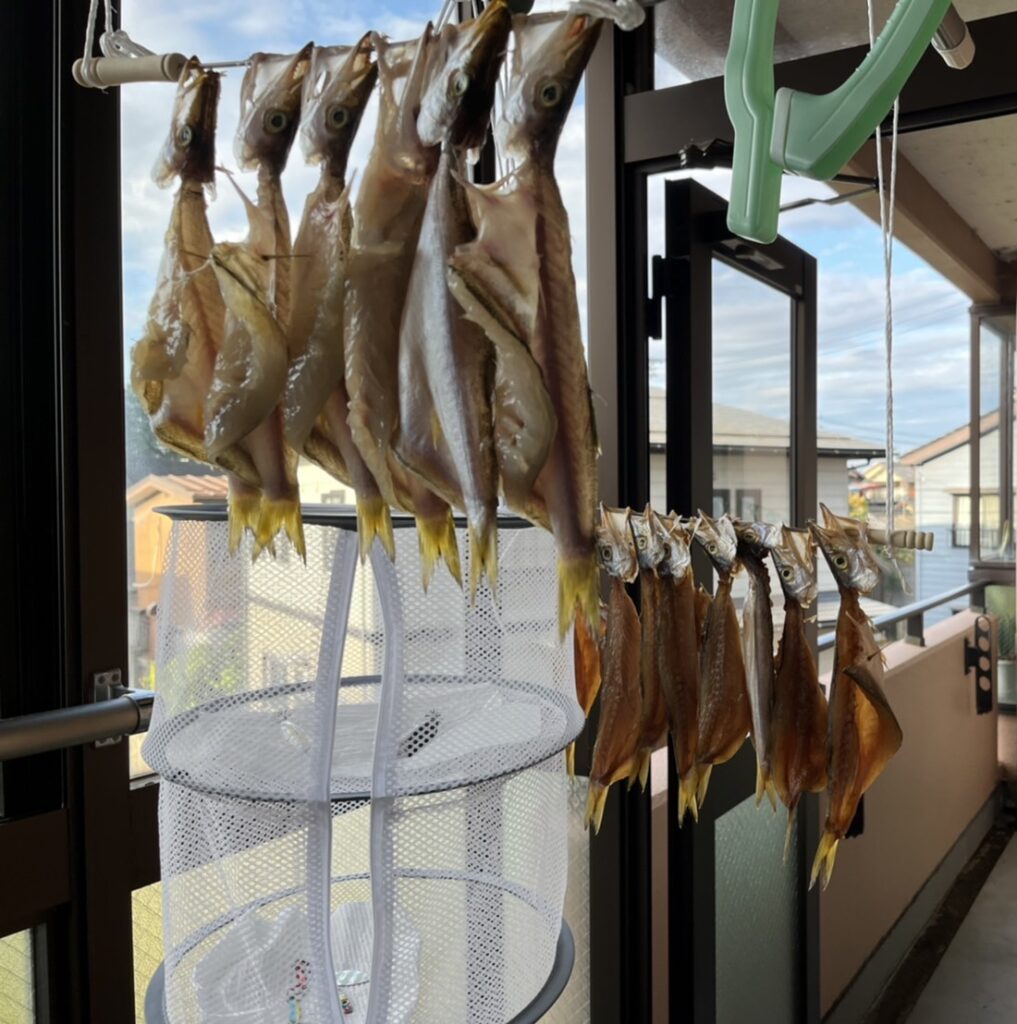 新潟寺泊で釣れたカマスの写真.天日干し