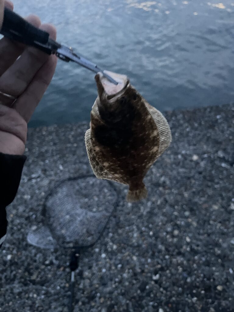 あさまづめにて釣果写真カレイ