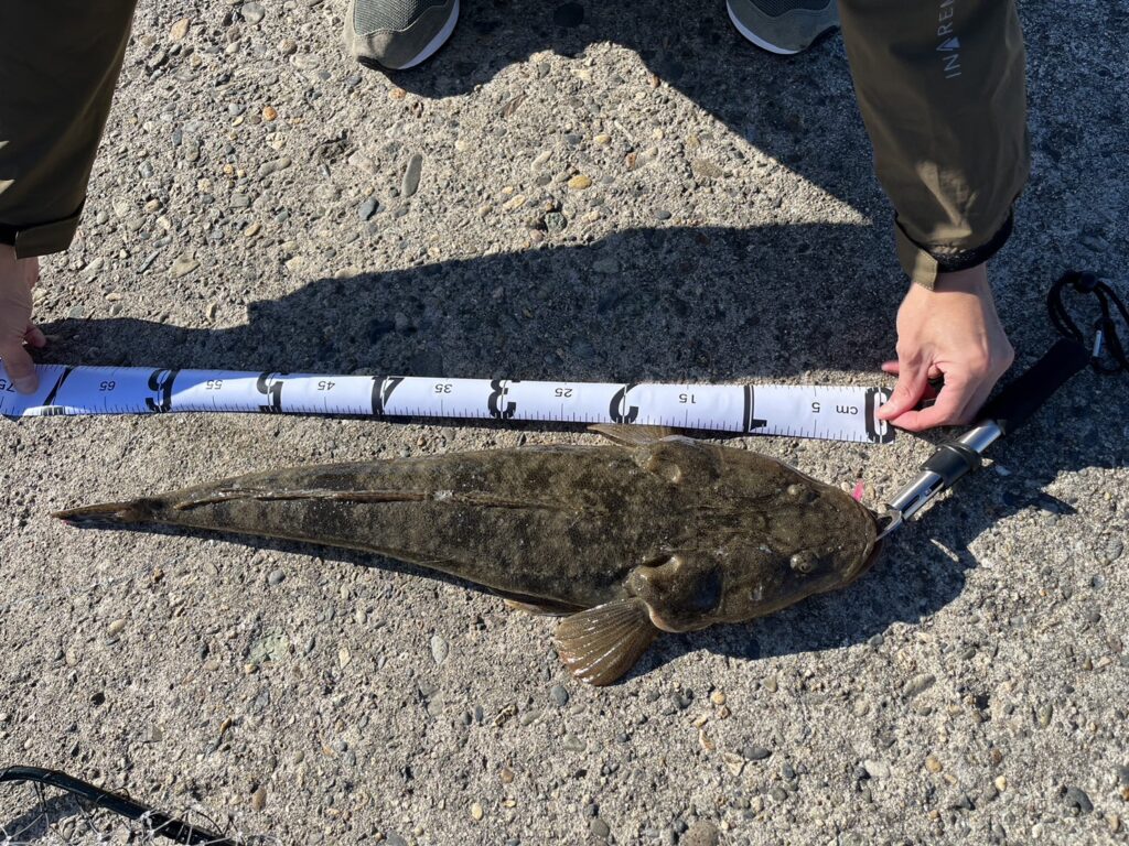 マゴチの釣果写真70センチの大物