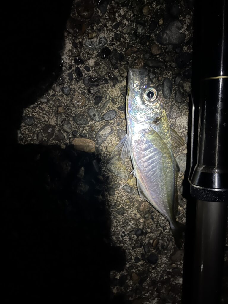 【6月26日(金)】ナイトアジング釣行記での釣果写真。鯵２５cmくらい