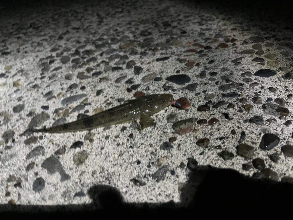 ２０２６.８.２５の出雲崎釣行での釣果写真。小さいコチ