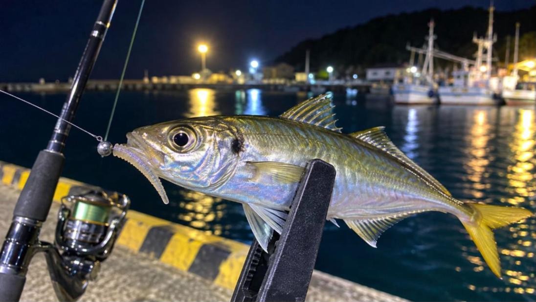 新潟の夜の堤防・漁港でアジングのジグ単で釣れた良型アジ